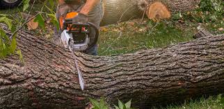 How Our Tree Care Process Works  in  Red Chute, LA