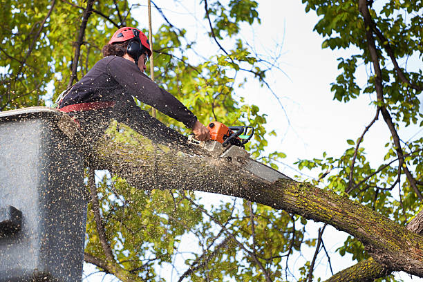 Best Tree Trimming and Pruning  in Red Chute, LA